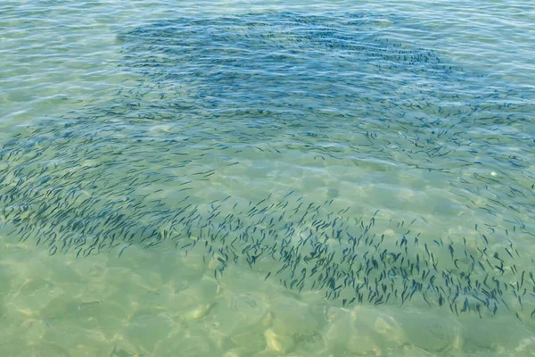 Yaz mevsiminde arka planda deniz manzarası