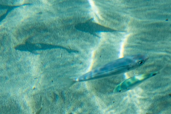 Yaz mevsiminde arka planda deniz manzarası