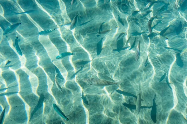 Yaz mevsiminde arka planda deniz manzarası