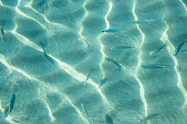 Yaz mevsiminde arka planda deniz manzarası