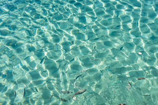 Yaz mevsiminde arka planda deniz manzarası