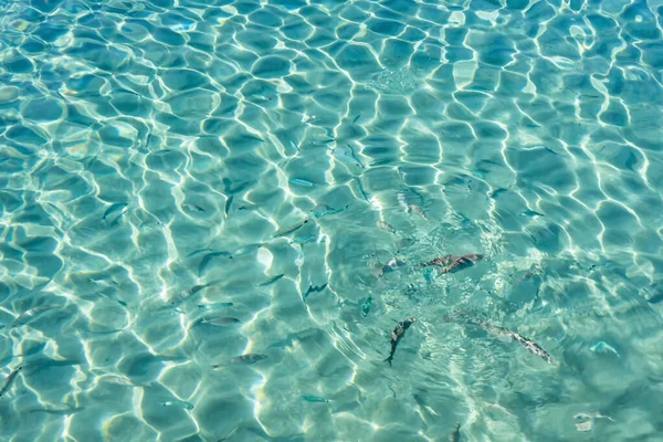 Yaz mevsiminde arka planda deniz manzarası