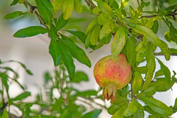 Fechar Romã Árvore Frutas Com Folhas Verdes Natureza — Fotografia de Stock