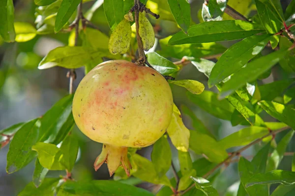 Nahaufnahme Von Granatapfelbaum Und Früchten Mit Grünen Blättern Der Natur — Stockfoto