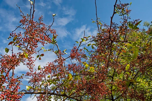 Terebinto Albero Suoi Frutti Natura — Foto Stock