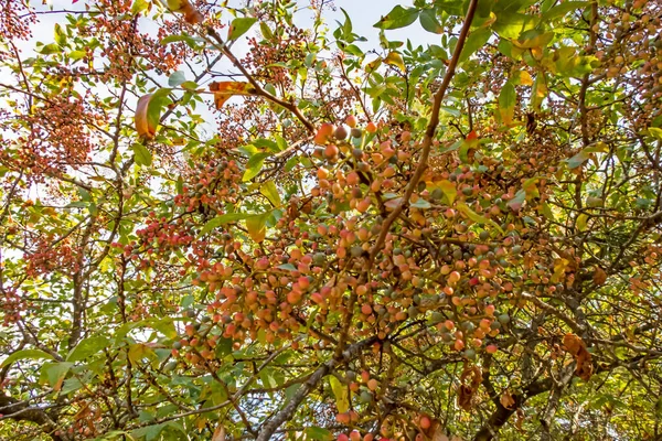 Terebinth Árvore Seus Frutos Natureza — Fotografia de Stock