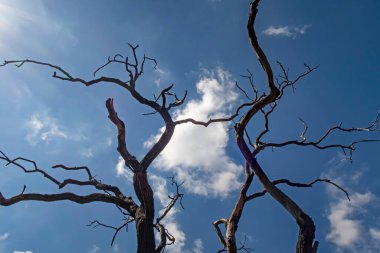 Kışın yapraksız ağaç dalları