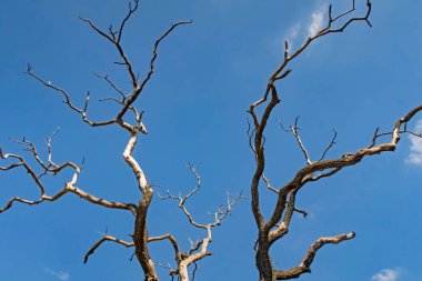 Kışın yapraksız ağaç dalları