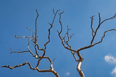 Kışın yapraksız ağaç dalları