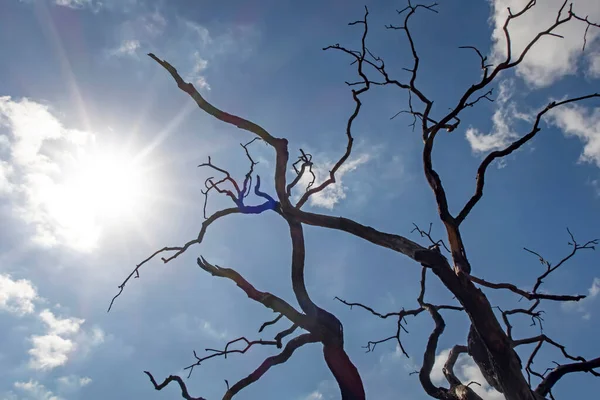 Ramos Árvores Sem Folhas Inverno — Fotografia de Stock