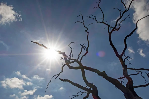 Ramos Árvores Sem Folhas Inverno — Fotografia de Stock