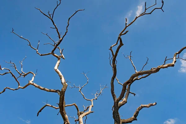 Ramos Árvores Sem Folhas Inverno — Fotografia de Stock