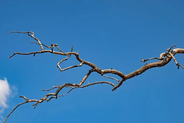 Branches Arbres Sans Feuilles Hiver — Photo