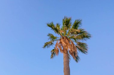 Yaz mevsiminde yeşil yapraklı palmiye ağaçları