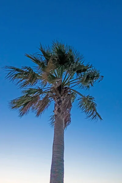 Yaz Mevsiminde Yeşil Yapraklı Palmiye Ağaçları — Stok fotoğraf