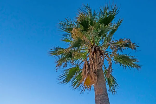 Palmera Con Hojas Verdes Temporada Verano — Foto de Stock