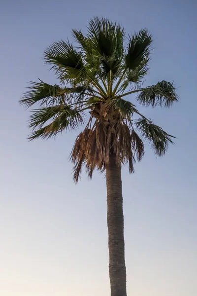 Palmera Con Hojas Verdes Temporada Verano — Foto de Stock