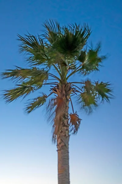 Palmera Con Hojas Verdes Temporada Verano — Foto de Stock