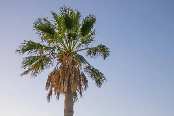 Palmera Con Hojas Verdes Temporada Verano — Foto de Stock