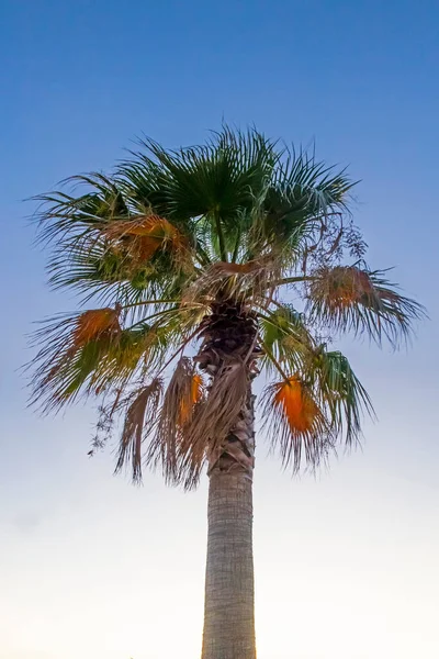 Palmera Con Hojas Verdes Temporada Verano — Foto de Stock