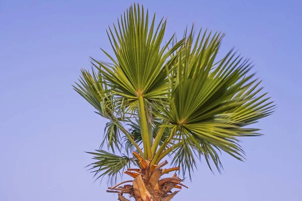 Palmera Con Hojas Verdes Temporada Verano — Foto de Stock