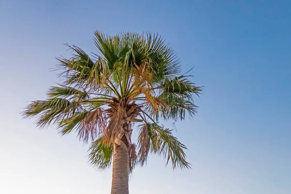 Palmera Con Hojas Verdes Temporada Verano — Foto de Stock