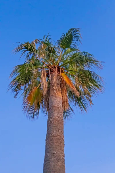 Palmera Con Hojas Verdes Temporada Verano — Foto de Stock