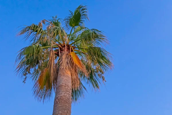 Palmboom Met Groene Bladeren Het Zomerseizoen — Stockfoto