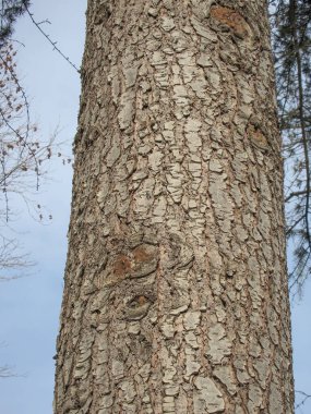 Parktaki ağacın kabuğu, fotoğrafa yakın çekim. Doğa konsepti.