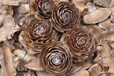 Yerde kuru yapraklar var. Yere düşen yapraklar. Ahşap gül konisi. Kahverengi gül yapraklarının soyut arkaplanı..