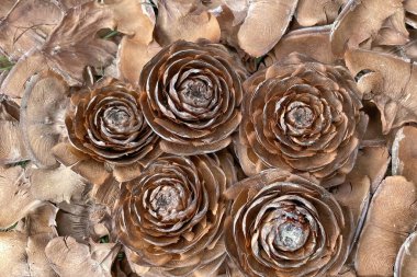 Yerde kuru yapraklar var. Yere düşen yapraklar. Ahşap gül konisi. Kahverengi gül yapraklarının soyut arkaplanı..