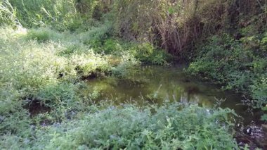 Lush Forest Creek Tarifi. Canlı, yeşil bir ormanın içinden akan küçük bir derenin sakin bir görüntüsü. Yoğun yeşillik ve güneşli suyla..