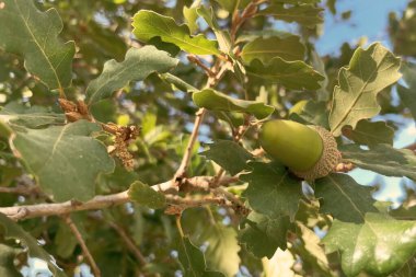Meşe ağacı dalında yeşil meşe palamudu. Bereketli yapraklarla çevrili iki olgunlaşmamış meşe palamudunun canlı yakın çekimi, doğa ve büyüme temaları için mükemmel..