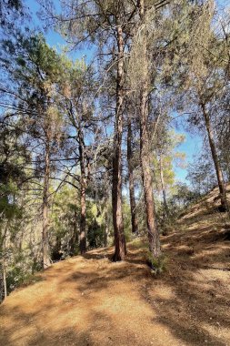 Huzurlu bir çam ormanında altın güneş ışığı. Uzun ağaçların arasından süzülen güneş ışığıyla sakin bir çam ormanının nefes kesici görüntüsü. Zemin altın çam iğneleriyle kaplı. Huzurlu ve huzurlu bir doğal manzara yaratıyor..