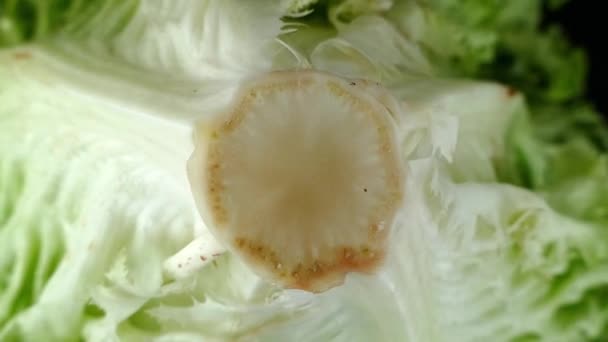 Frischer Lockensalat Auf Dem Schwarzen Boden — Stockvideo