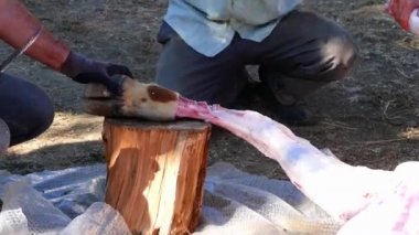 Islam ve kurban, kurban, kurban, çok fazla inek et Bayramı, Müslümanlar smash bir inek kesmek kurban kesim,