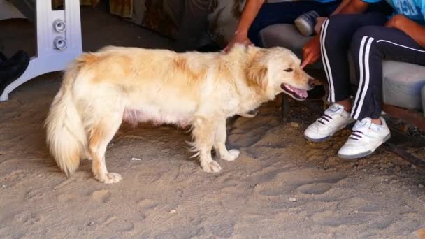 Dieren Liefde Kinderen Zijn Een Hond Strelen Grootte Korte Hondje — Stockvideo