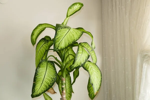 Groene Huis Sierplanten Dieffenbachia Bloem — Stockfoto