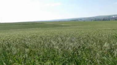 Yakın çekim buğday bitkisi, tarladaki buğday tanesi henüz olgunlaşmadı.,