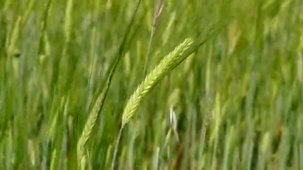 密接な大麦の植物 フィールド内の大麦の穀物はまだ熟していません — ストック動画
