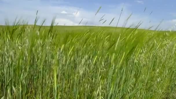l'orge, le grain d'orge dans le champ n'est pas encore mûr,