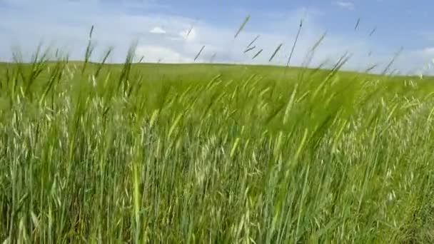 Close Gerstplant Gerstkorrel Het Veld Nog Niet Rijp — Stockvideo