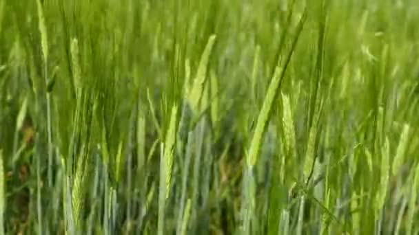 l'orge, le grain d'orge dans le champ n'est pas encore mûr,