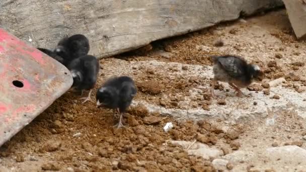 Chickens Tiny Chicks Who Feed Freely Village Environment — Stock Video