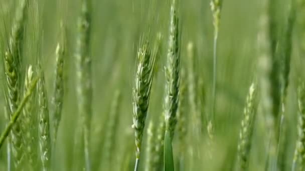 Close Tarweplant Tarwekorrel Het Veld Nog Niet Rijp — Stockvideo