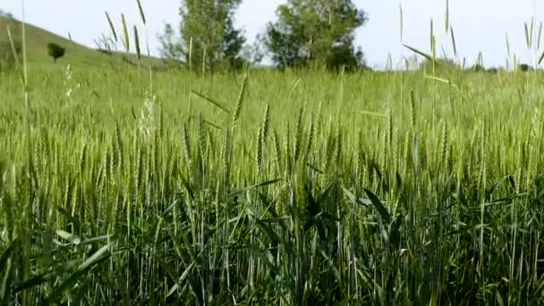 Nahaufnahme Weizenpflanze Weizenkorn Auf Dem Feld Ist Noch Nicht Reif — Stockvideo