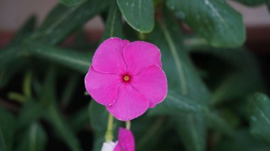 Ev balkonunda saksıda, balkonda, süs bitkilerinde çiçek yetiştir.,