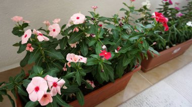 Ev balkonunda saksıda, balkonda, süs bitkilerinde çiçek yetiştir.,