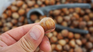 Fındık kırma aparatı ve yüksek miktarda kabuklu fındık, yakın plan.,