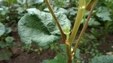 Bahçedeki bamya bitkisi, bitkinin üzerindeki bamya tanesi. Taze bamya bitkisi,
